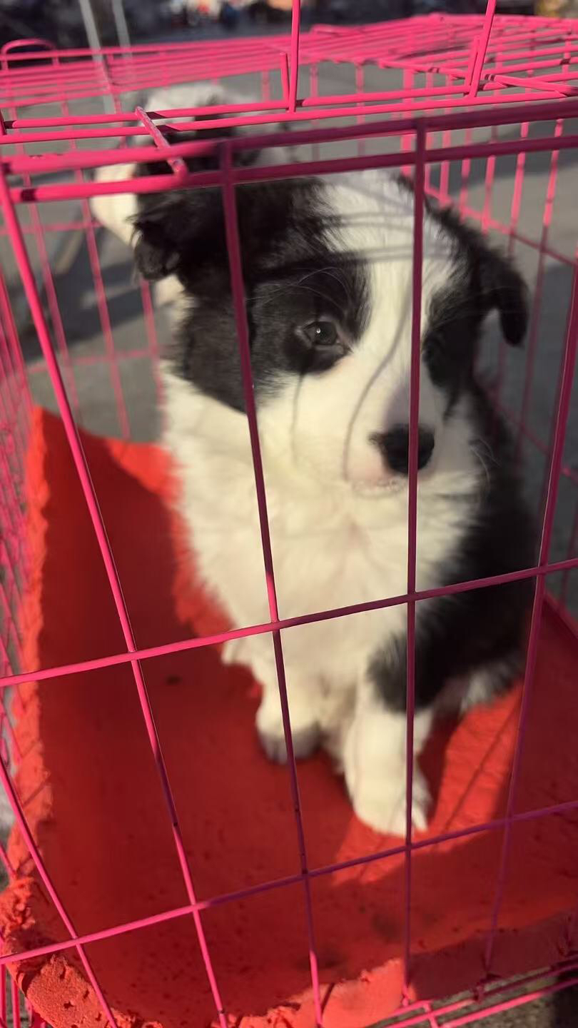纯种边牧血统纯正