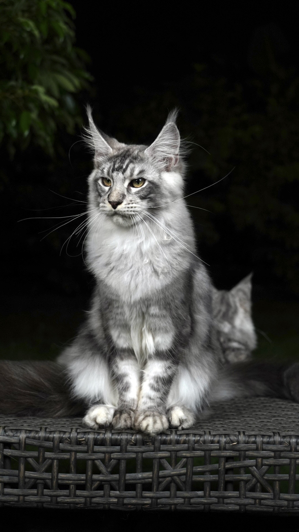 大嘴套银虎斑缅因猫，体型大毛发浓密，温柔聪明，尽显王者风范