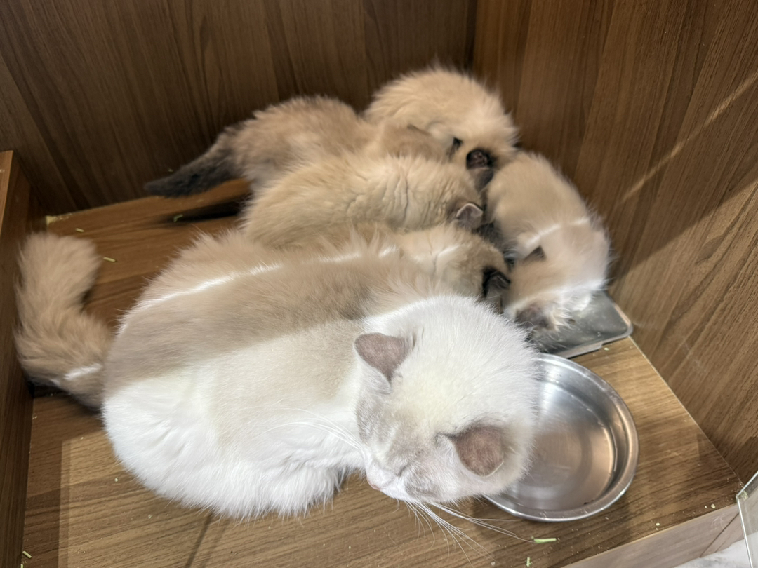 布偶猫幼崽,颜值超高,性格温柔,陪伴你的贴心萌宠