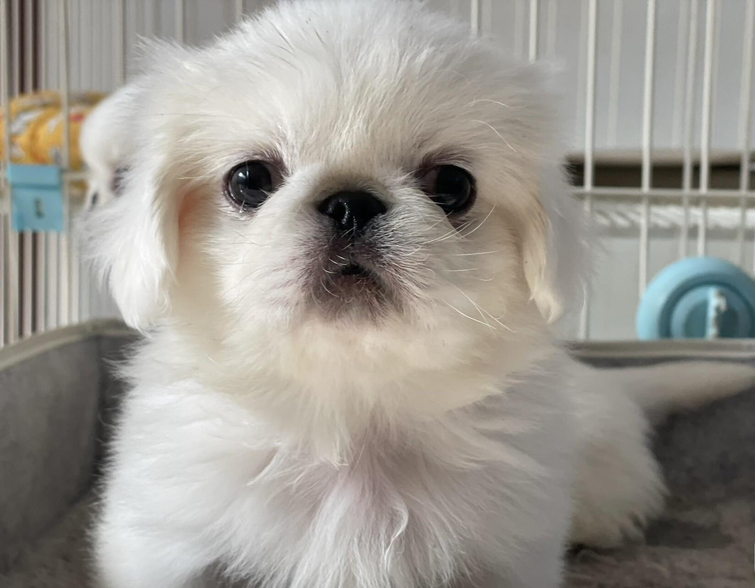 可爱京巴犬幼犬，毛发雪白蓬松，萌态十足惹人爱