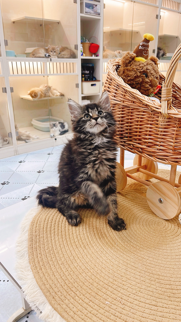 缅因猫幼崽,虎斑花纹毛绒浓密,活泼灵动,霸气可爱适配陪伴