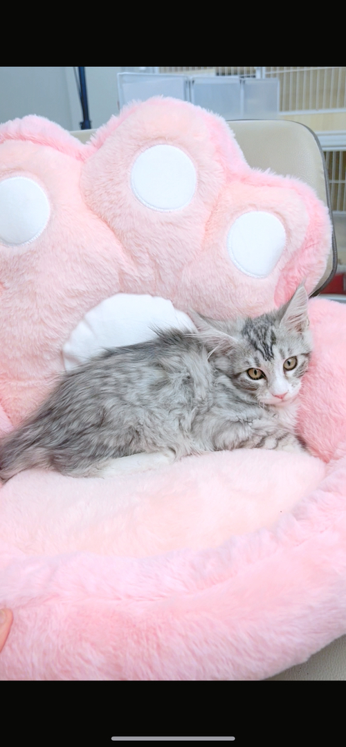 缅因银虎加白妹妹五粉(粉鼻子+粉脚垫)