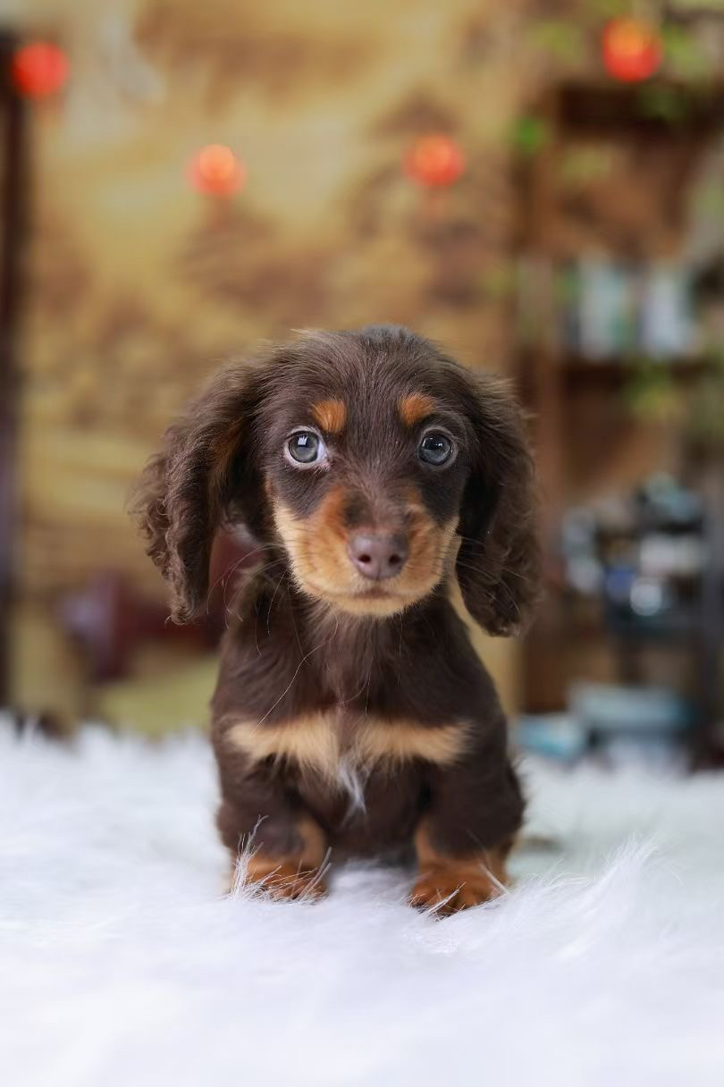 长毛腊肠犬