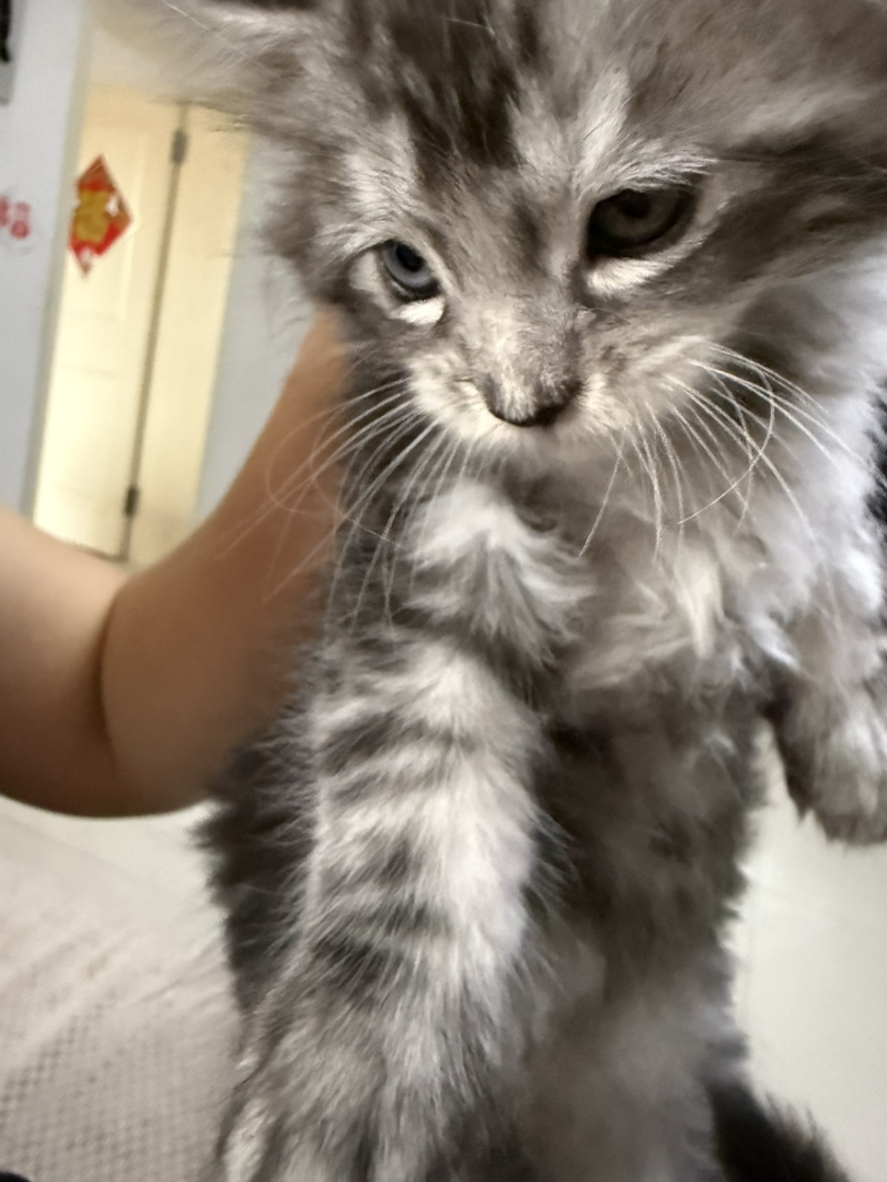 缅因银虎异瞳前七后七