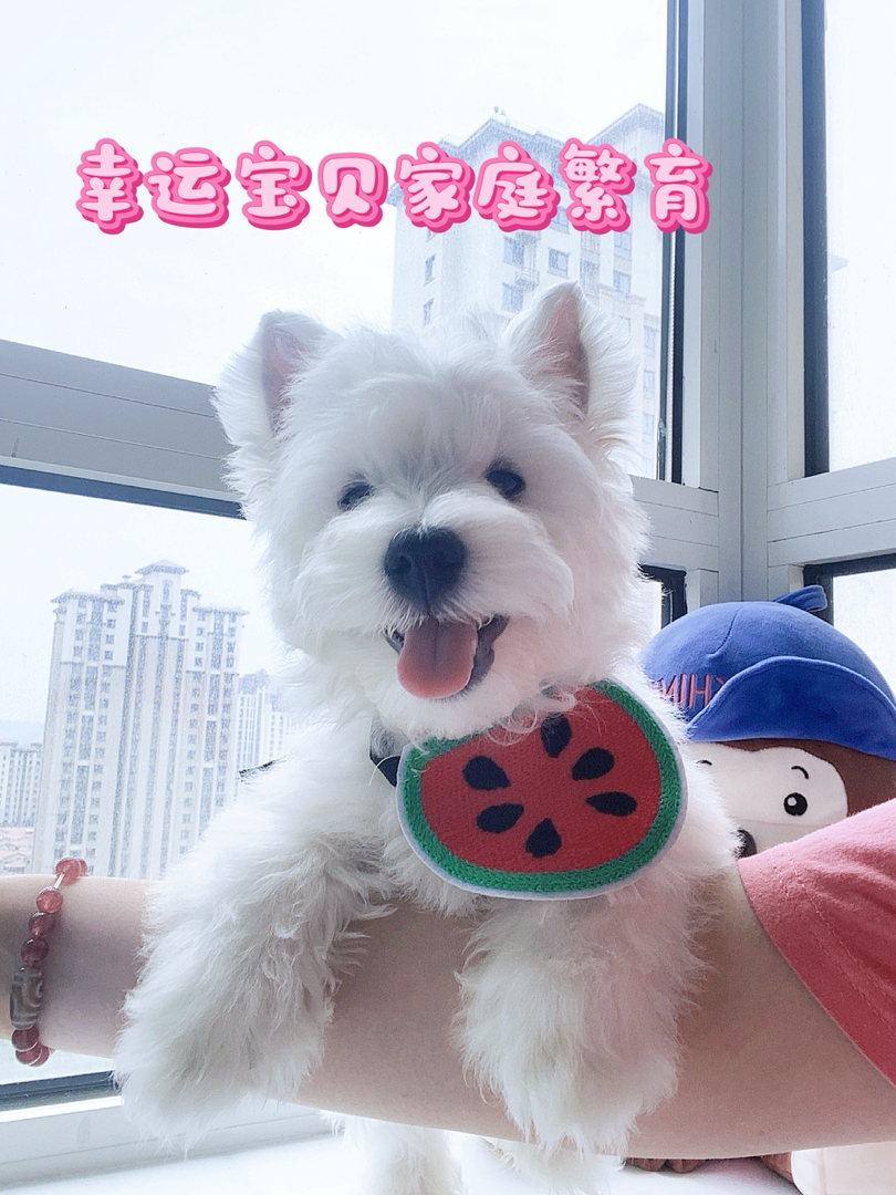 治愈系西高地弟弟