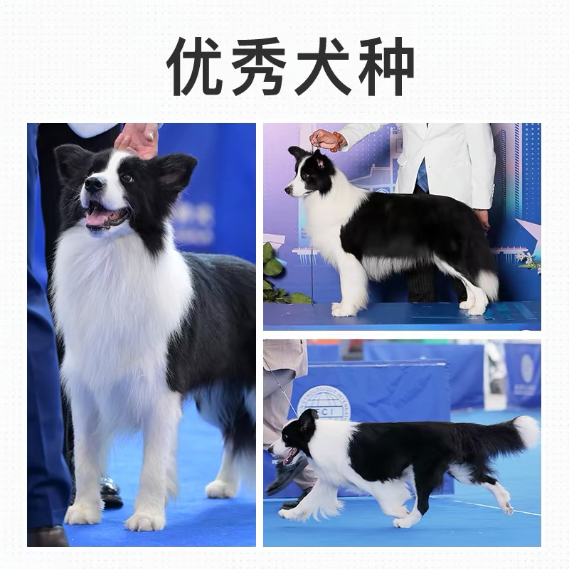 陨石边牧,黑白色边牧,金色边牧
