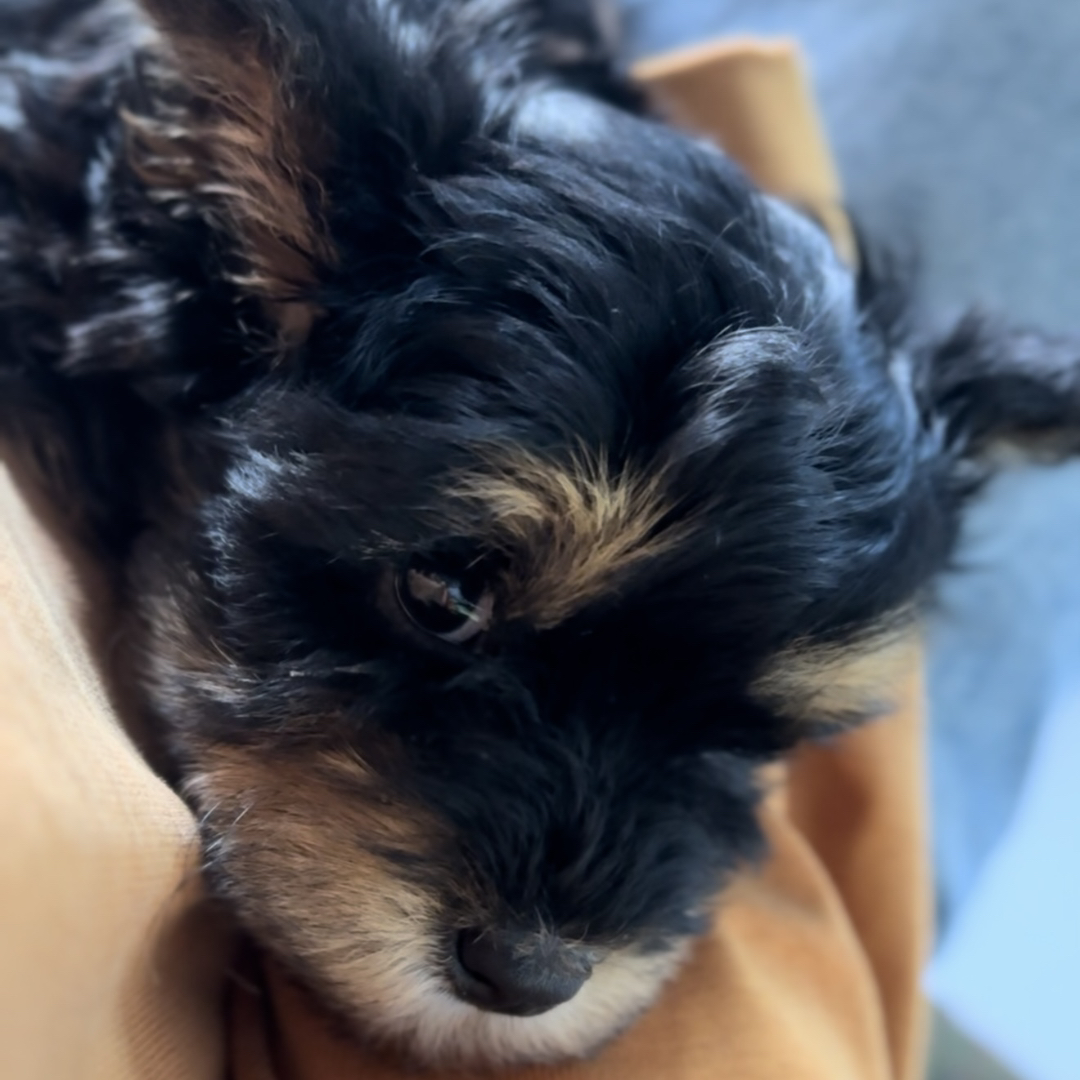 毛量超大，河南包邮