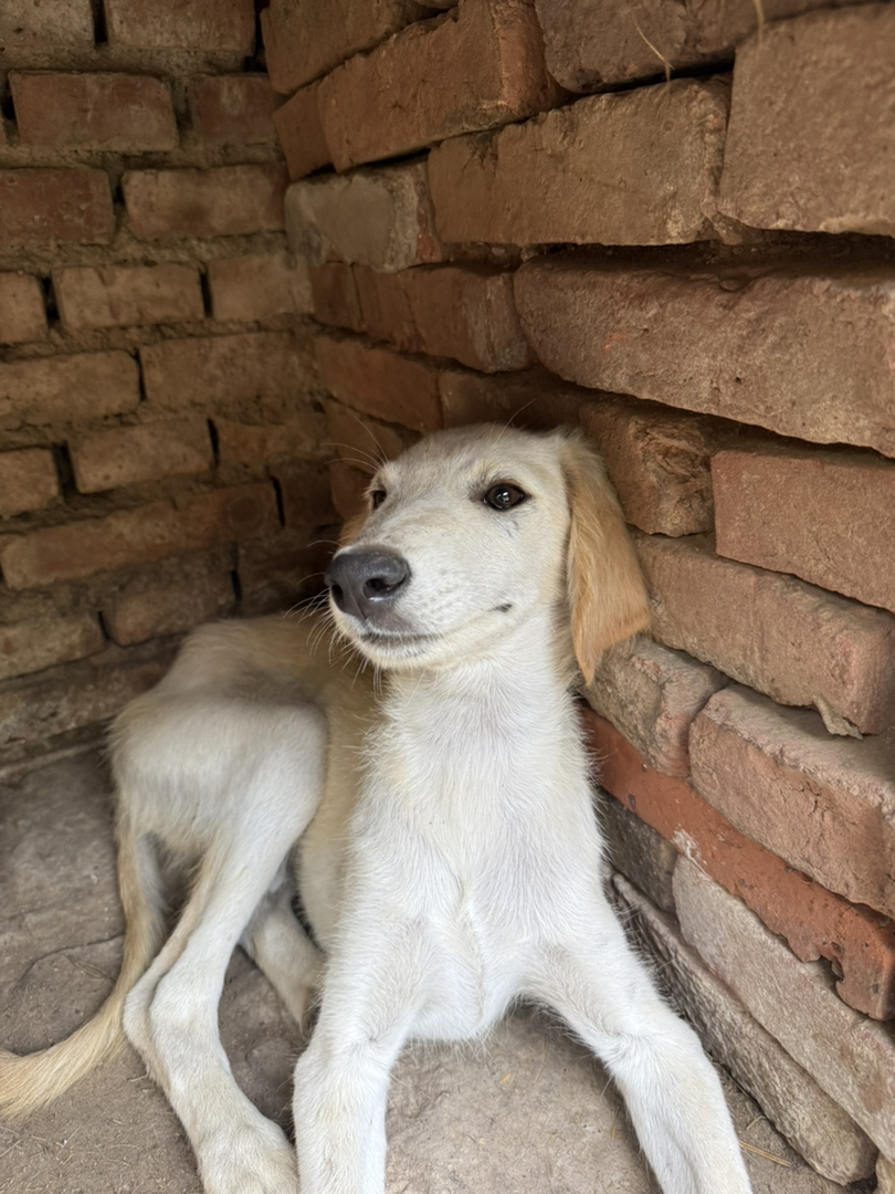 山东细犬小黄公 ，五个月肩高五十多 看家护院好手家庭伴侣犬
