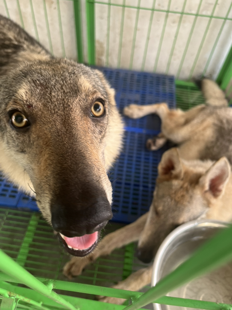 捷克狼犬冠军儿子出售