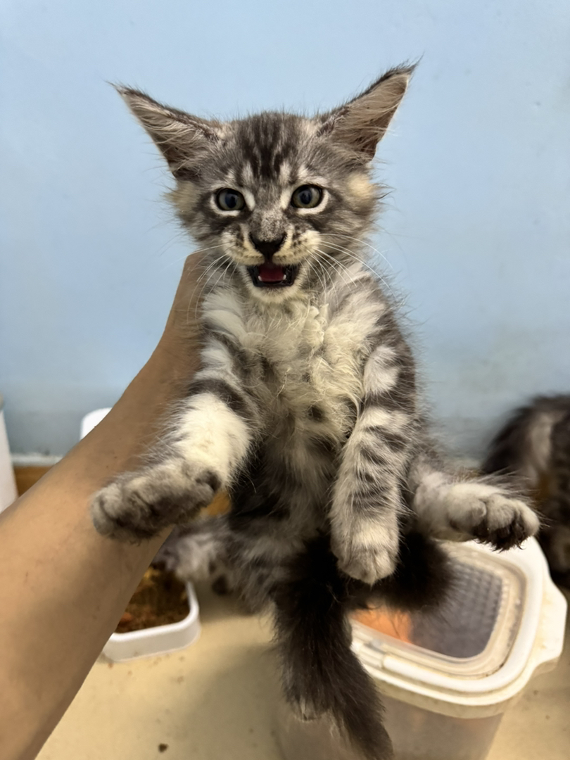 自家繁育的，猫爸爸和猫妈妈都在身边