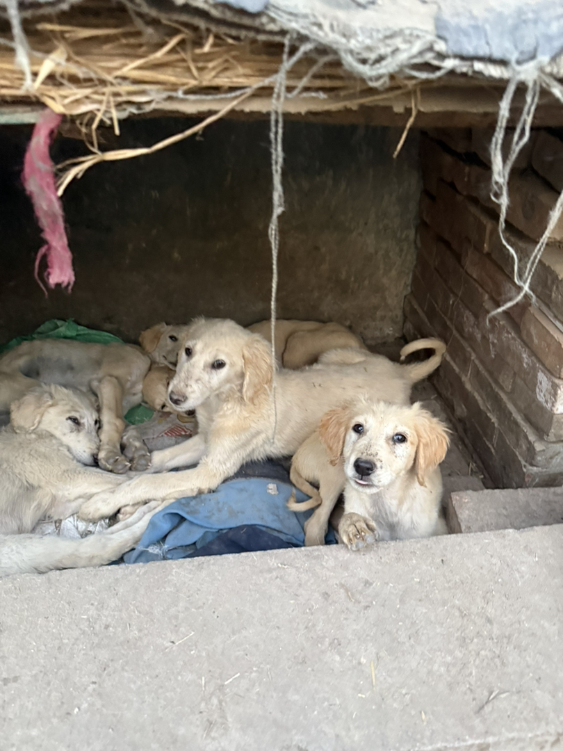 山东本地细优秀中华田园犬聪明认主会看家护院三个月疫苗齐全包活