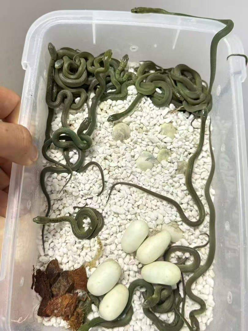 翠青蛇苗子人工繁殖个体包邮包活包风险可上手温顺无毒，蛇不能也不需要打疫苗