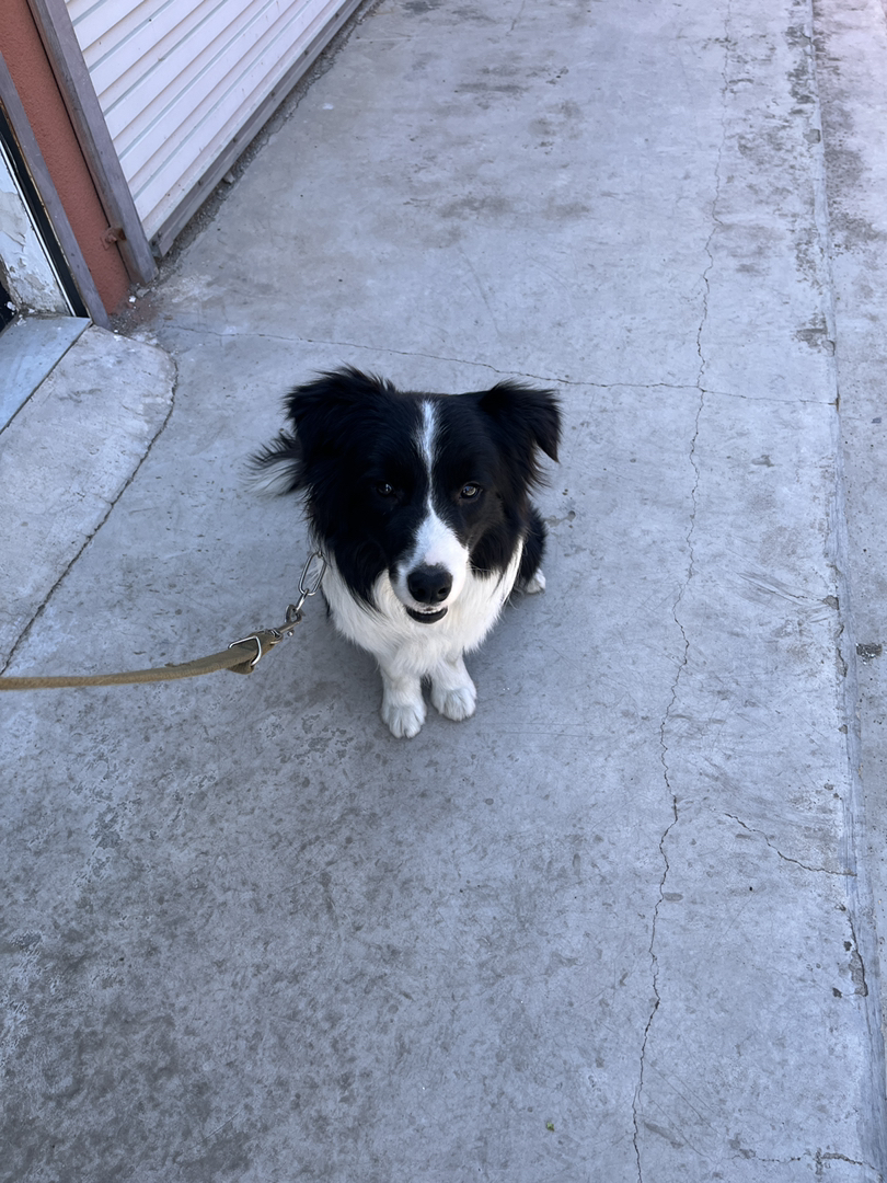 边境牧羊犬，黑白靓毛，聪明机灵，绝佳宠物之选