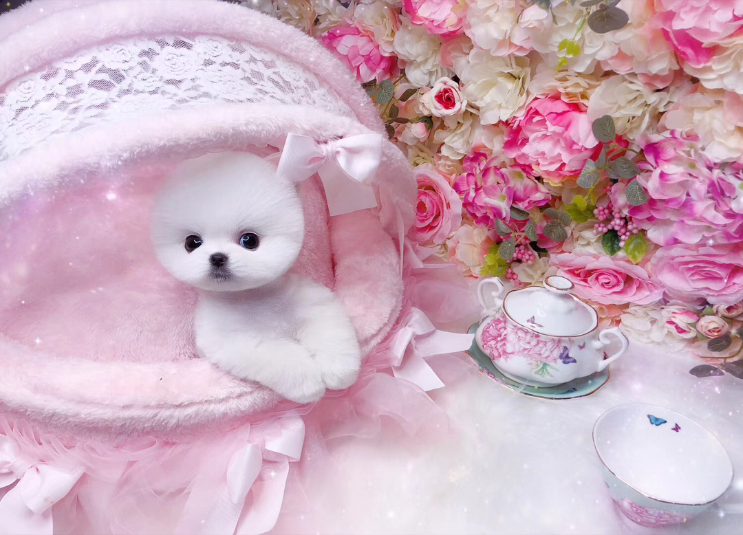 茶杯犬❤️博美(俊介)幼犬,雪白萌态大眼,乖巧软萌,治愈系家庭陪伴佳宠