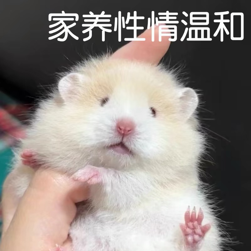 仓鼠❤金丝熊❤