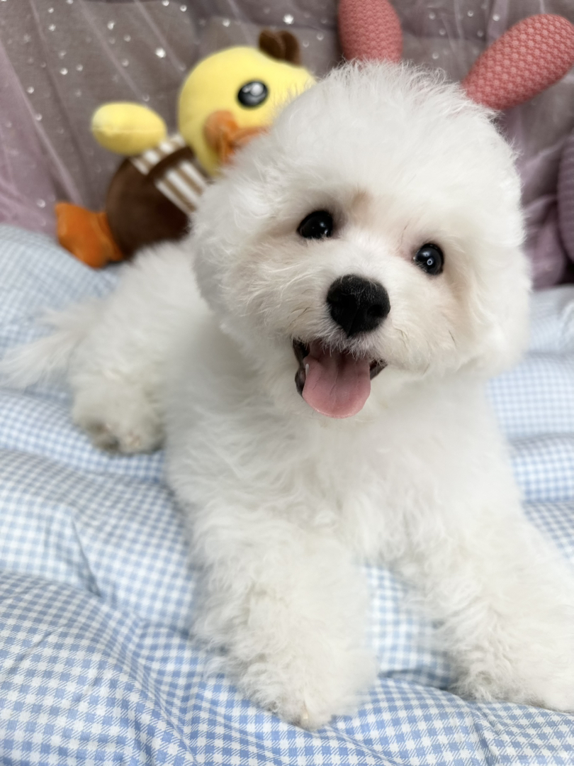 自家繁育纯种比熊犬，可爱的棉花糖小狗
