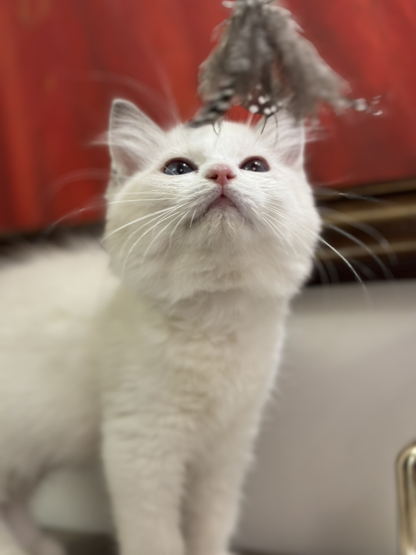 蓝双布偶猫，性格脾气超好，随意摸