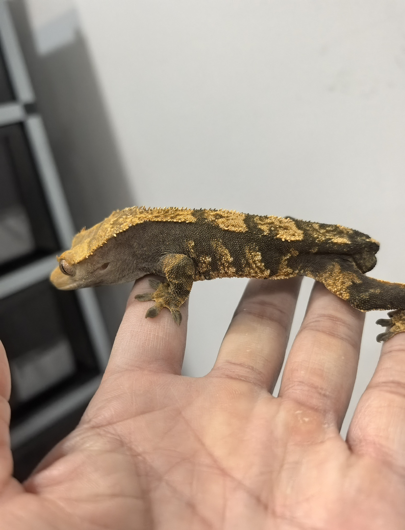 睫角守宫断尾压成体het缺黄的宝宝哦