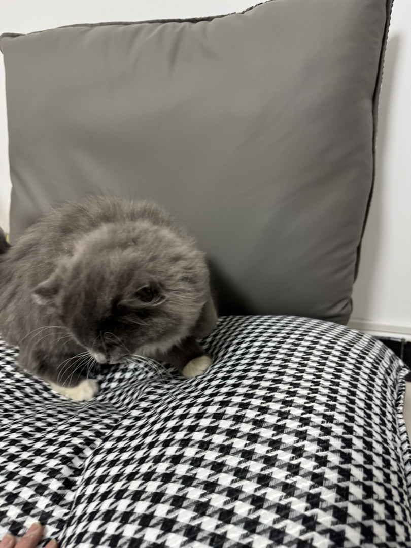 蓝猫长毛  白手套  粉爪垫  巨肥  3个多月