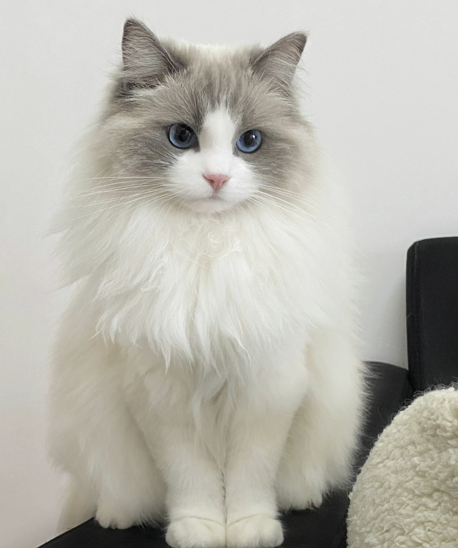 甜美系布偶猫❤️平台推荐