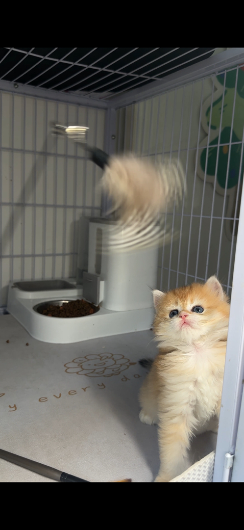 可爱金渐层小猫，毛茸茸颜值高，温顺乖巧好伴侣