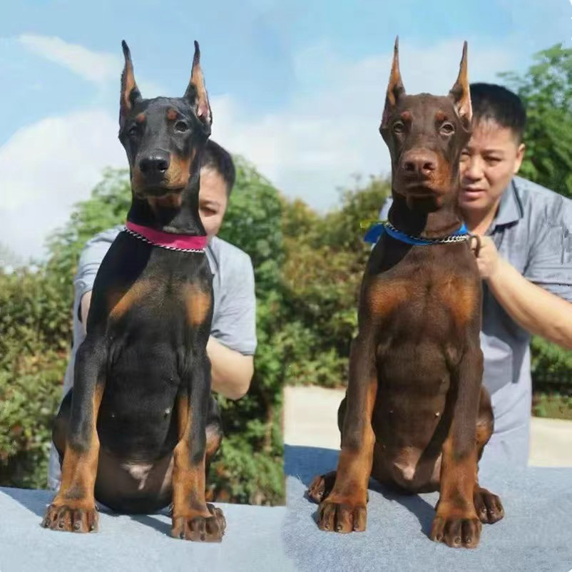 双血统杜宾犬❤平台推荐
