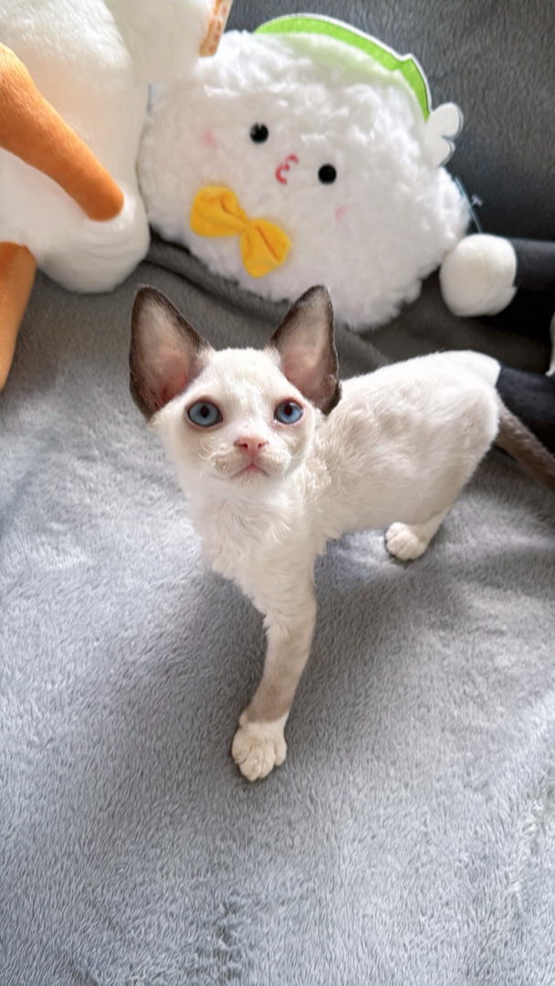 德文卷毛猫，精灵耳大眼萌，独特卷毛尽显优雅气质