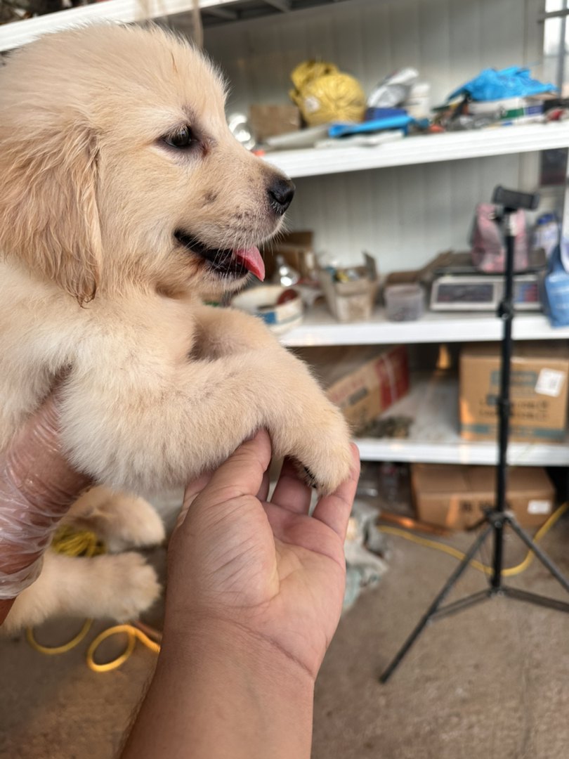 金毛幼犬，可爱活泼，性格温顺，适合家庭养殖