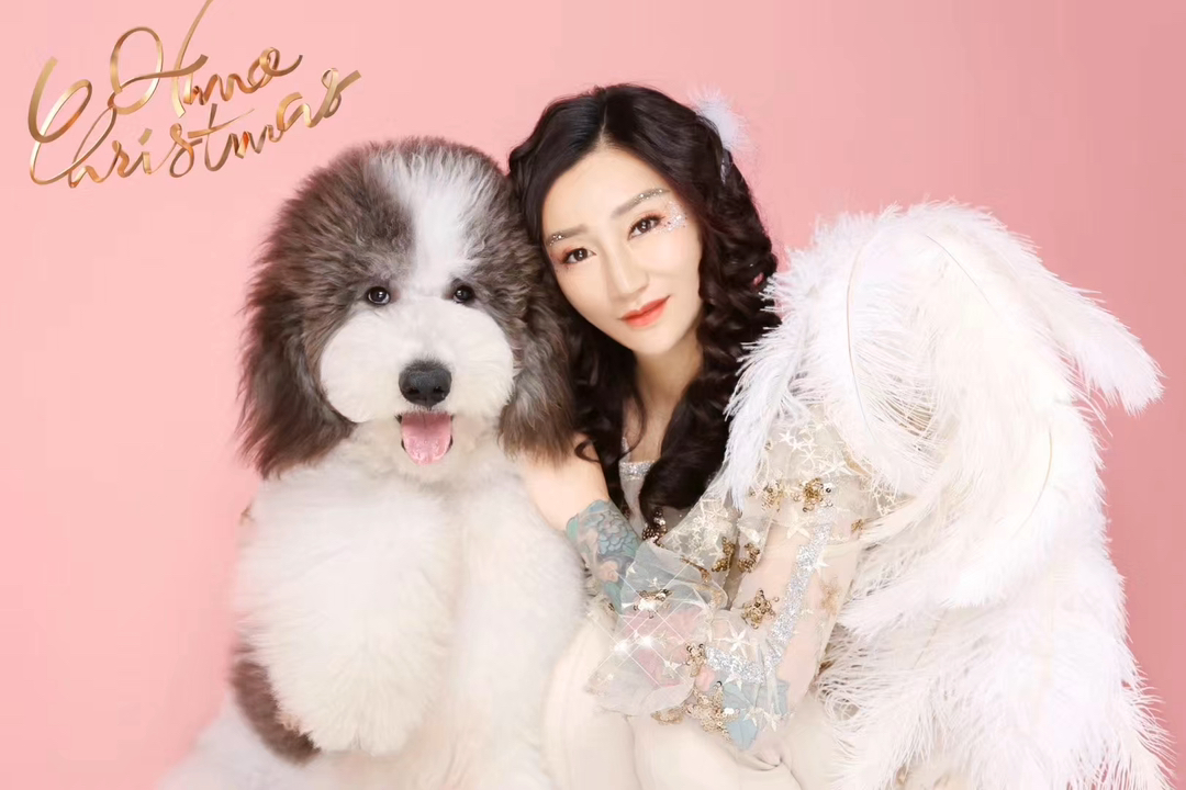 灰白花巨贵犬❤️双血统带证书芯片