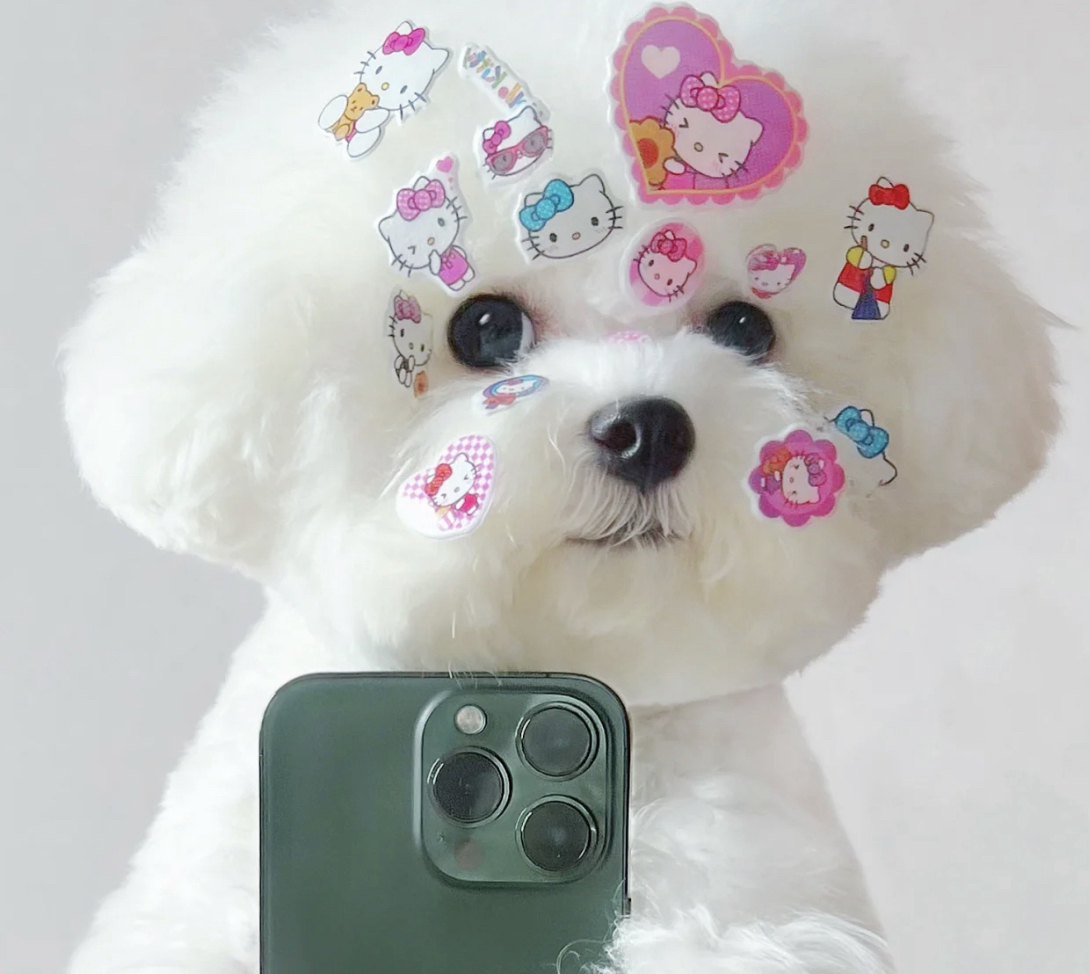 双血统熊版大爆毛比熊犬❤️