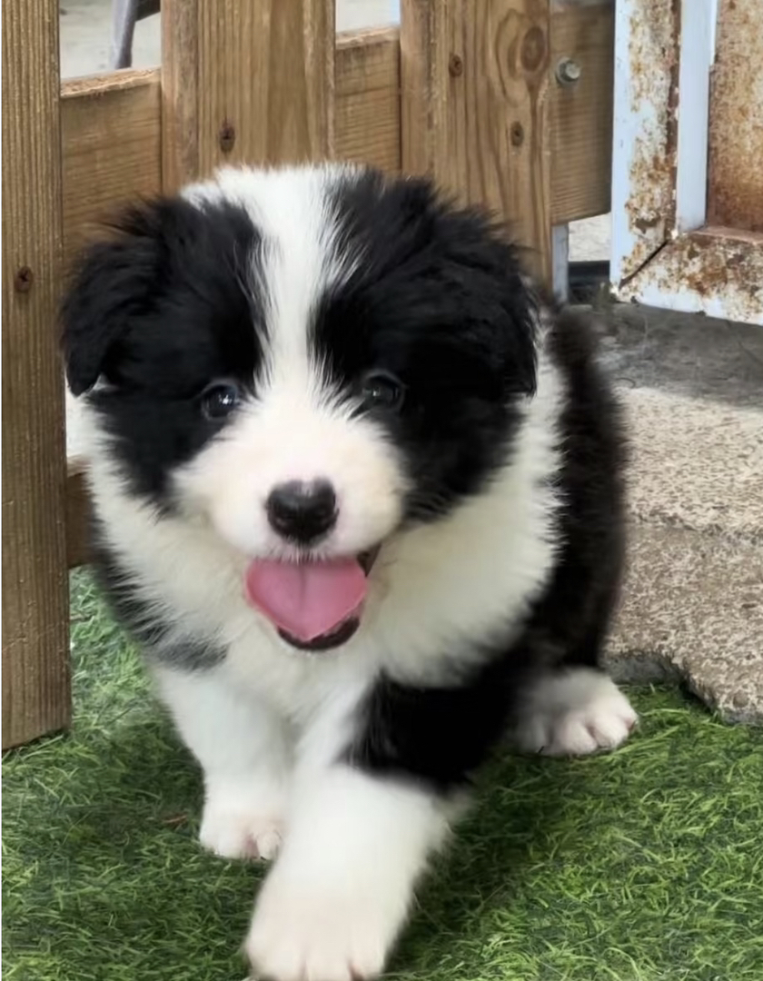 双血统边境牧羊犬❤️平台推荐