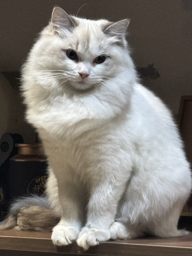 布偶山猫姐姐