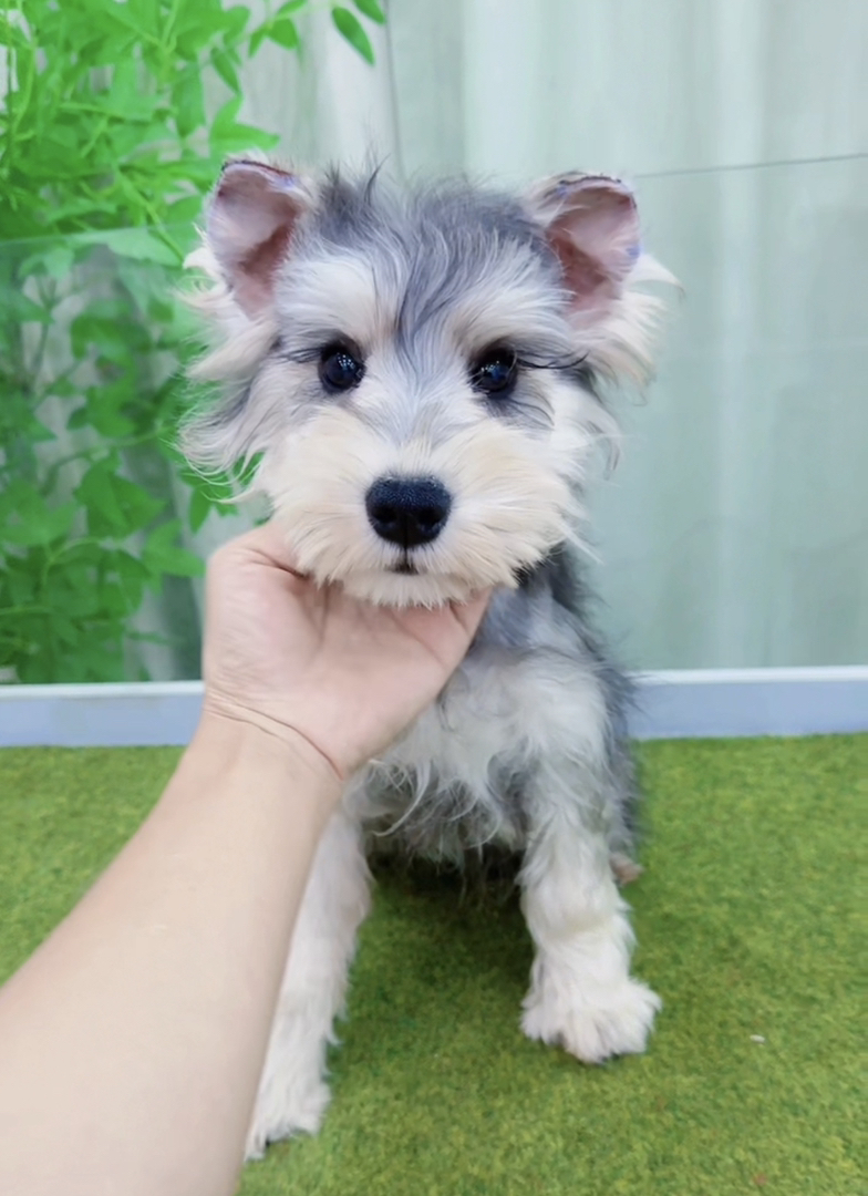 米其耳浅椒盐色雪纳瑞❤️超长睫毛