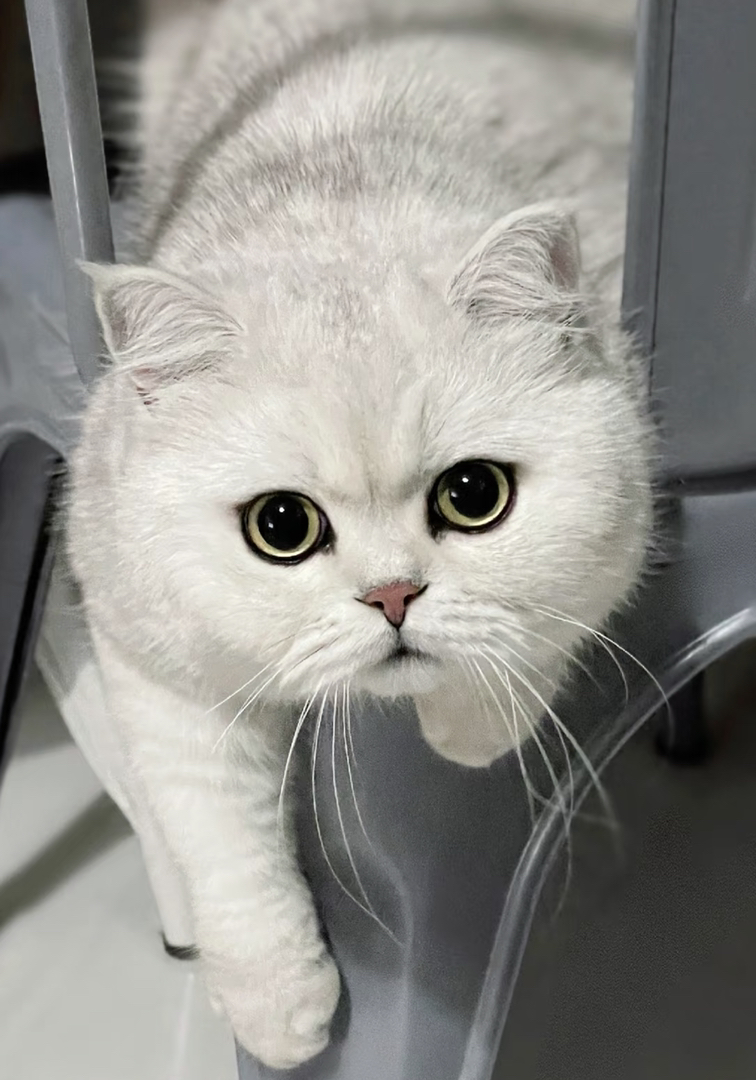 大胖脸圆嘟嘟银渐层猫咪❤平台推荐