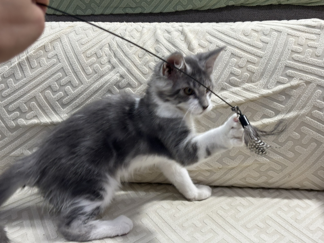 银虎加白缅因猫幼崽，颜值爆表，性格温柔，养宠首选