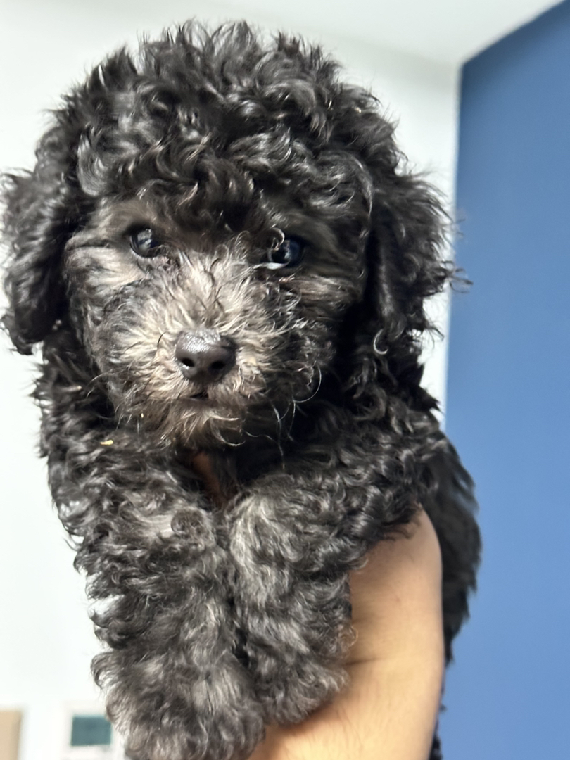 可爱泰迪犬，卷毛蓬松，小巧机灵，相伴生活的暖心萌宠