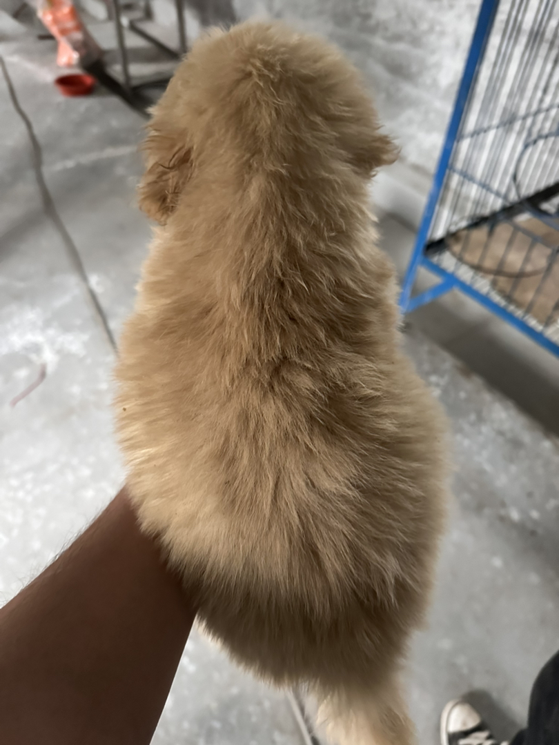 金毛幼犬，可爱活泼，性格温顺，适合家庭养殖
