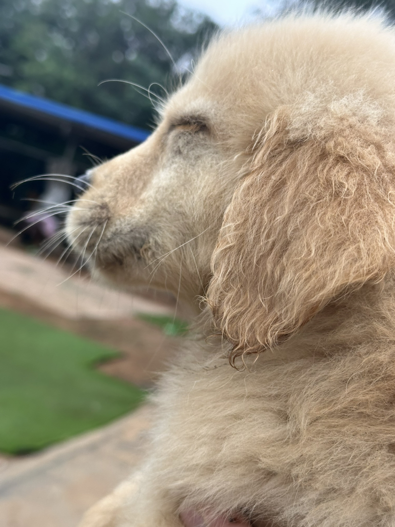 金毛幼犬，可爱活泼，性格温顺，适合家庭养殖