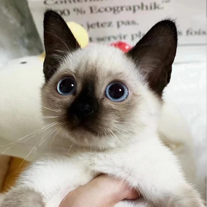 纯种暹罗猫❤精品大眼睛
