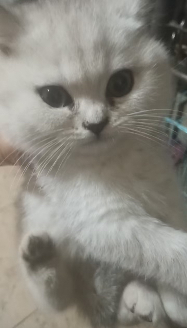 【特价】赛级银渐层宠物猫家养猫宝宝公猫母猫