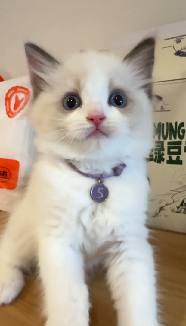 5号赛级血统布偶猫宝宝，健康无忧，性格温顺，给您贴心陪伴。