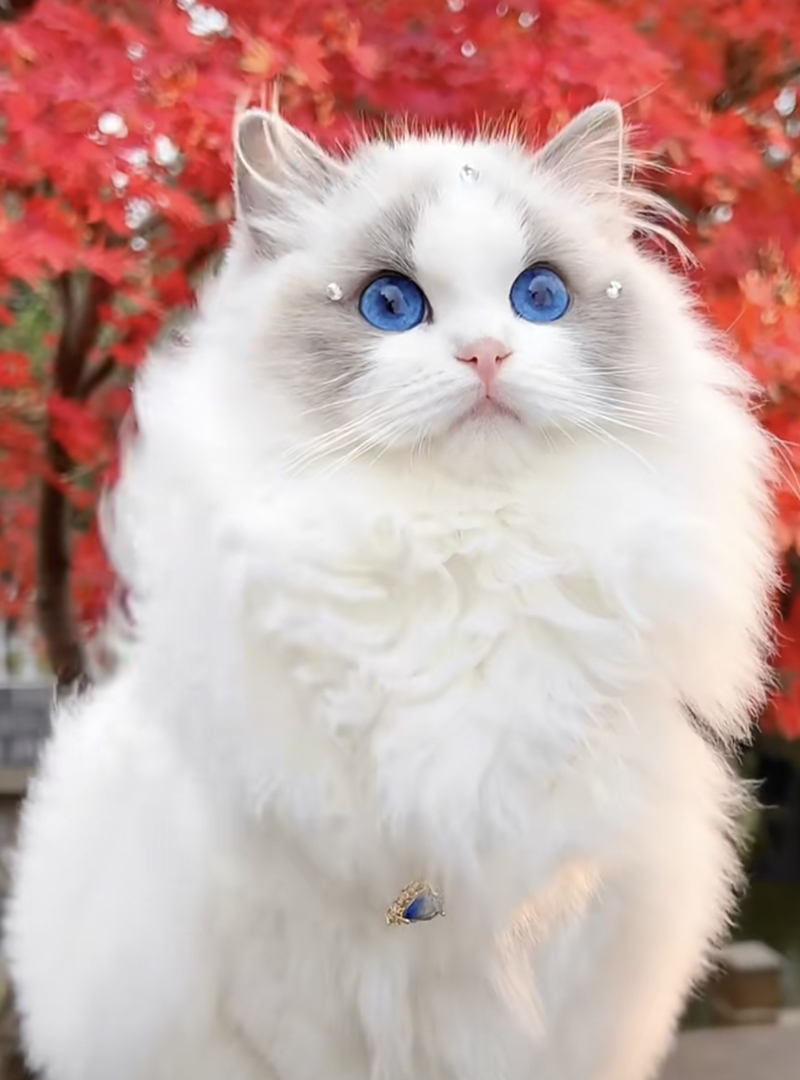 高端波斯系布偶猫❤️平台推荐