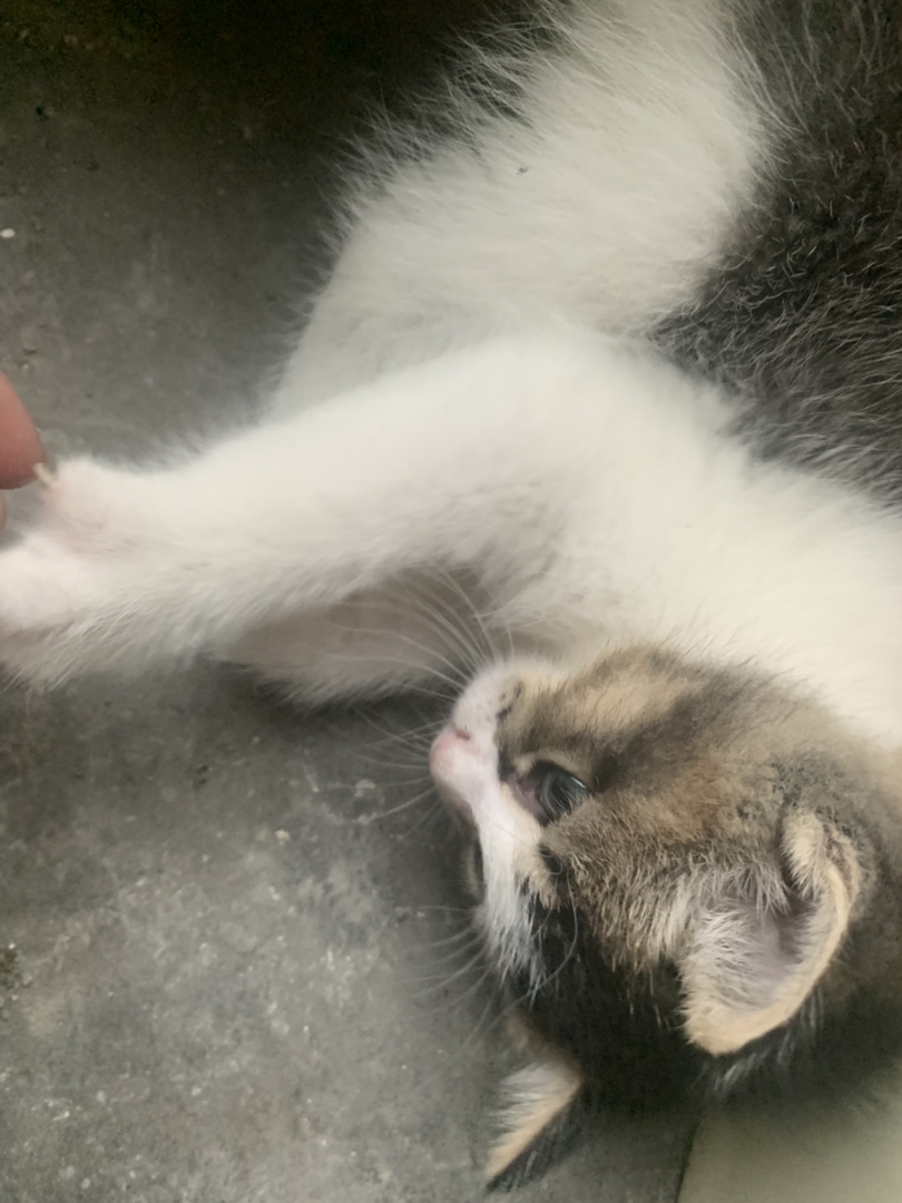 小奶牛 弟弟妹妹都有 健康 很活泼的哦
