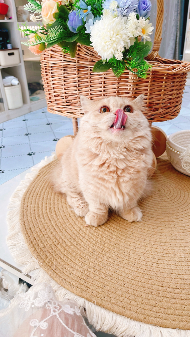 6个月拿破仑乳色