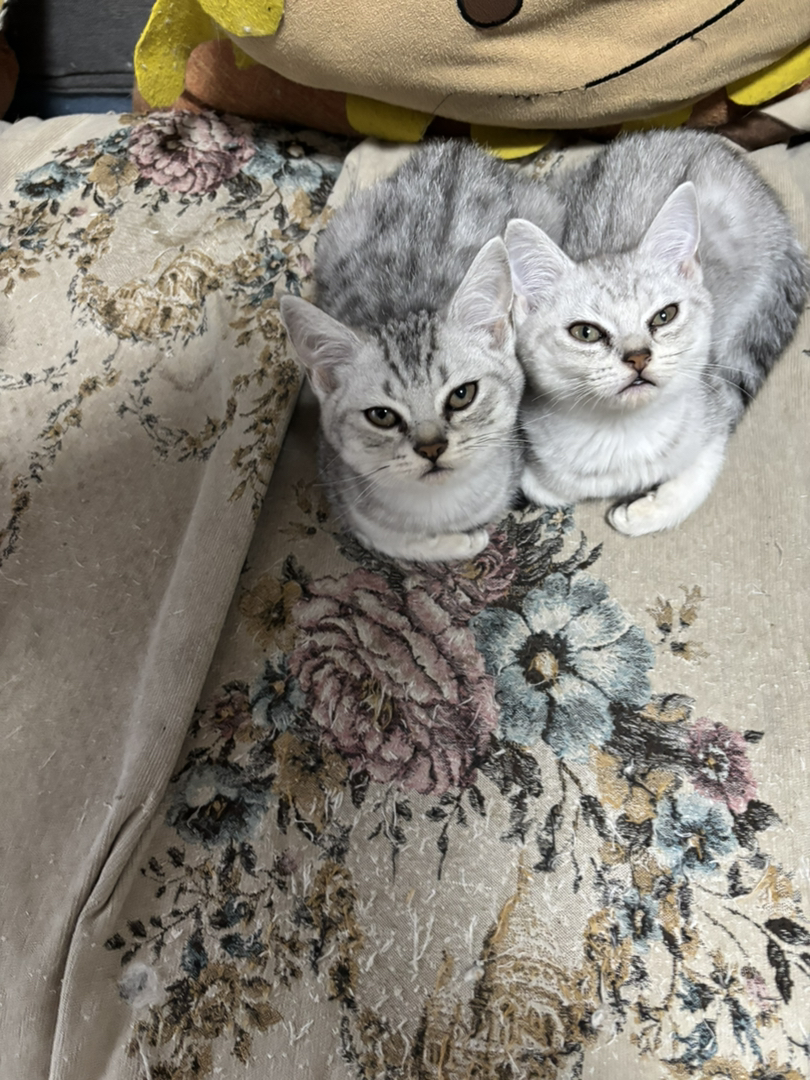 超级可爱小奶猫