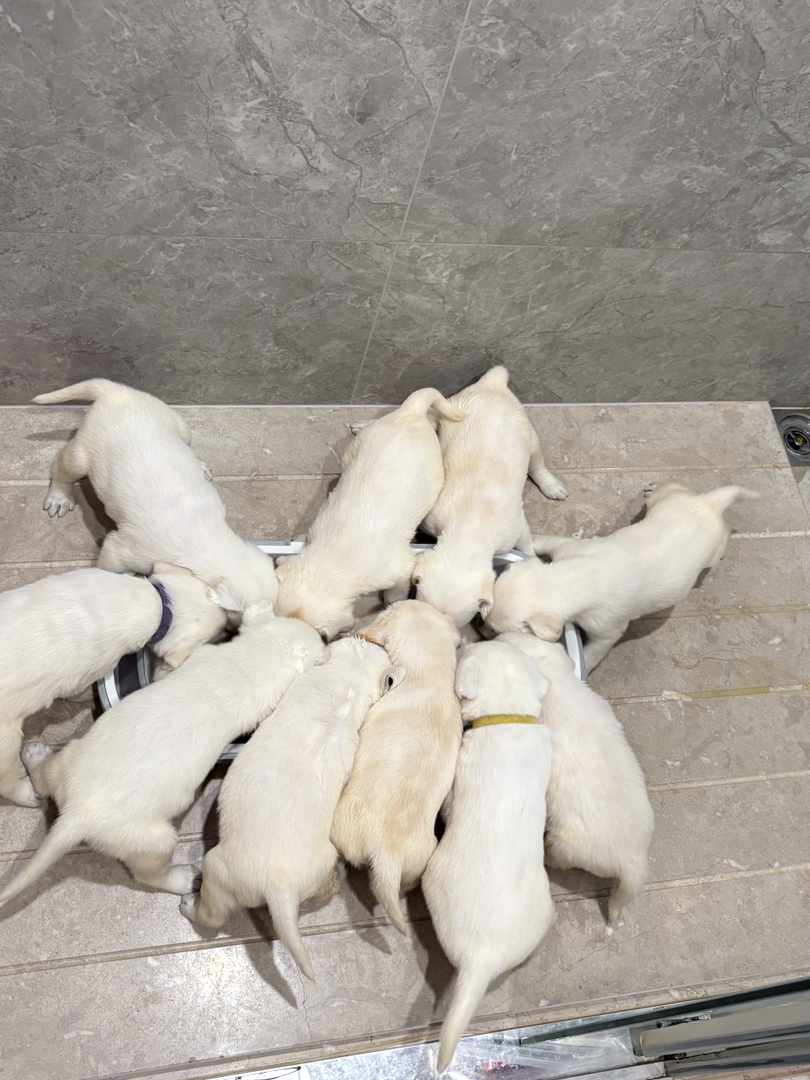 自家纯种母狗拉布拉多生的拉布拉多幼犬