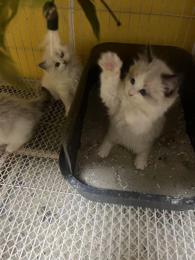 布偶猫