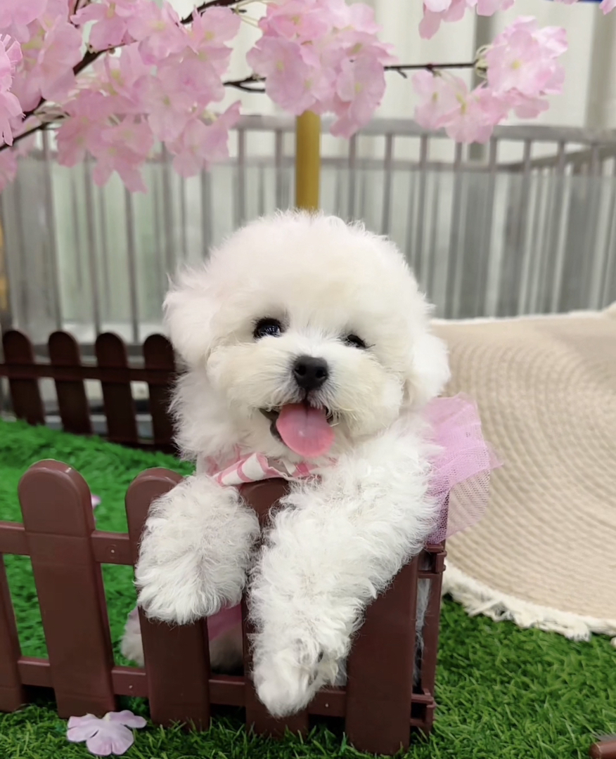 可爱比熊犬,毛白似雪,吐舌卖萌,乖巧温顺惹人爱