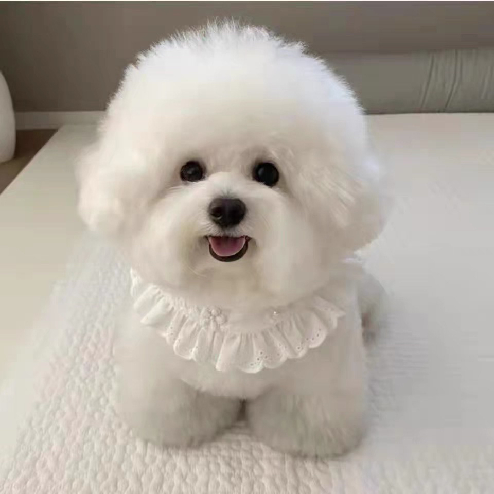 网红比熊❤️可以开视频看狗