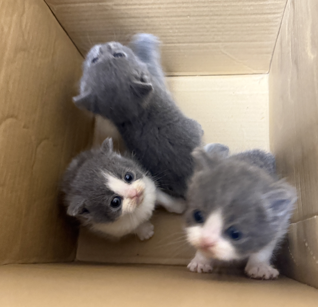 自家繁育蓝白小猫